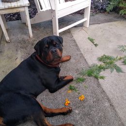 Rottweiler Puppies from Bronx Von Bridges Rottweilers