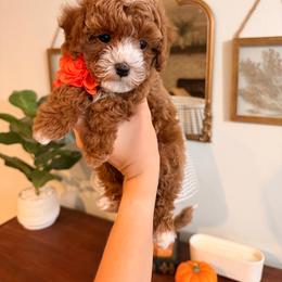 RVCA - Red male Cavapoo puppy in Pleasant Grove, Utah from Destination Doodles