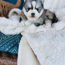 Trix - Silver and white female Pomsky puppy in Yavapai County, Arizona from Pawsh Pomskies