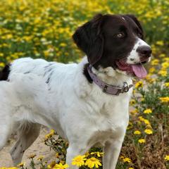 Drentsche Patrijshonds from Meliora Drentsche Patrijshonden