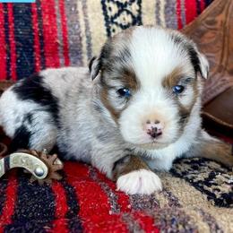 Australian Cattle Dog, Australian Shepherd, Companion Cross, and Miniature Australian Shepherd Puppies from MK Aussies