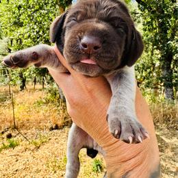 Josey Wales - Liver roan male German Shorthaired Pointer puppy in Redding, California from Macushla Kennel