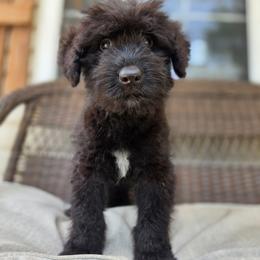 AKC Stella - Black female Bouvier des Flandres puppy in Marionville, Missouri from Sandbox Puppies