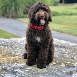 Holly - Australian Labradoodle