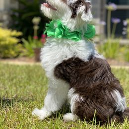 Aussiedoodle Puppies from Ever After Mini Doodles