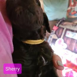 Sherry - Brown female Poodle puppy in Chase, Michigan from My Buddies Puppies