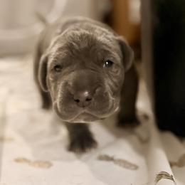 Fuchsia - Blue female Neapolitan Mastiff puppy in Ramona, California from San Diego Mastiff