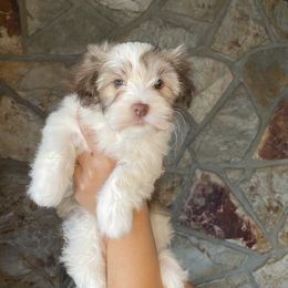 Havanese Puppies from Havan Sent Havanese