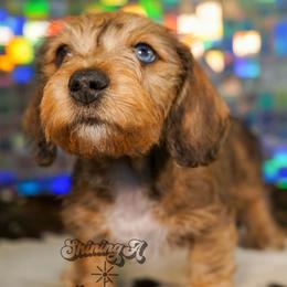 Pooh Bear - Dapple male Dachshund puppy in Mc Neil, Arkansas from Shining A Lowriders & Co.