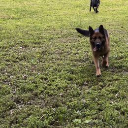 Scarlet - German Shepherd