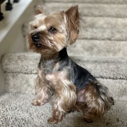 Yorkshire Terriers from Deserae's Yorkies