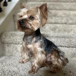 Yorkshire Terriers from Deserae's Yorkies