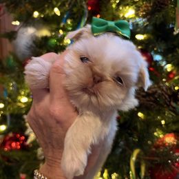 Chanel - Cream and white female Shih Tzu puppy in Big Sandy, Texas from Heart and Soul Shih Tzu