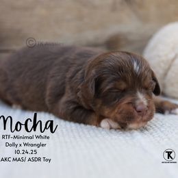 Mocha- RTF minimal white - Red tri female Toy Australian Shepherd puppy in Nacogdoches, Texas from TK Standard, Mini, & Toy Aussies