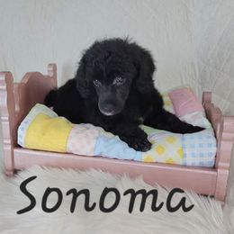 Sonoma - Black female Poodle puppy in Poplar Bluff, Missouri from Jazzy's Standards poodles