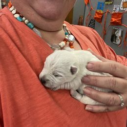 Girl 2 - West Highland White Terrier puppy in Blue Hill, Nebraska from BlueBelle's Canine Companions