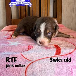 RTF pink collar - Red tri-color female Australian Shepherd puppy in Greenville, Texas from Amandas Aussies