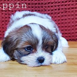 Pippin - Parti male Lhasa Apso puppy in Jefferson, New York from Absolute Lhasa Love