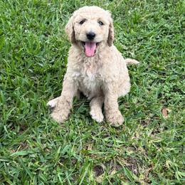 Finn - Cream male Goldendoodle puppy in Inez, Texas from Heavenly H Doodles