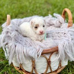 Pearl - Parti female Poodle puppy in Dunn, North Carolina from Sandy Creek Kennels