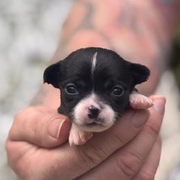 Girl 3 - Black and white female Chihuahua puppy in East Camden, Arkansas from RoyAl