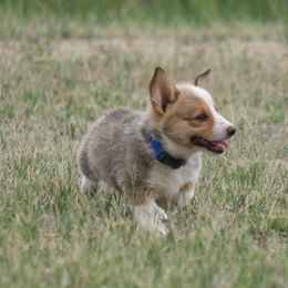 Pembroke Welsh Corgi Puppies from Country Corgis
