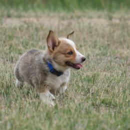 Pembroke Welsh Corgi Puppies from Country Corgis