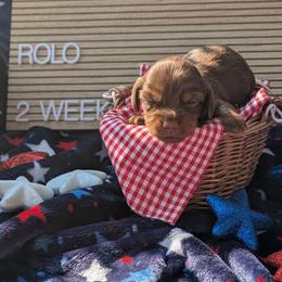 Rolo (Yankee) - Chocolate and tan male Dachshund puppy in Indianapolis, Indiana from Englehaus Dachshunds