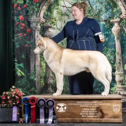 Arson - Siberian Husky