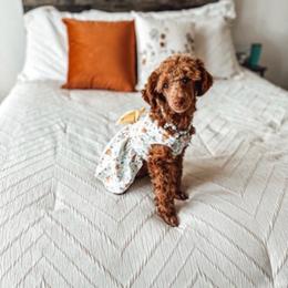 Gracie - Poodle