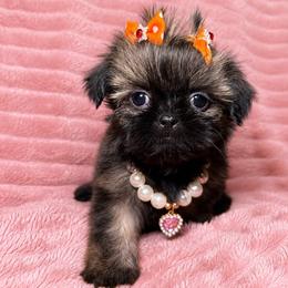 June - Black gold and white female Shih Tzu puppy in Phoenix, Arizona from Spoiled ShihTzu LLC