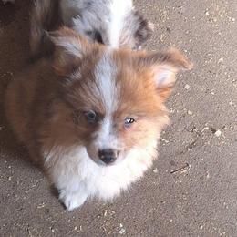 Carrots - Red male Companion Cross puppy in Fairview, South Dakota from Dakota Toy Aussies