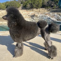 Kiki - Poodle