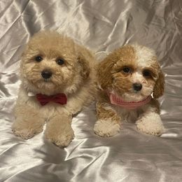 Goldendoodle, Poodle, and Sheepadoodle Puppies from Rising Star Kennels