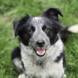 Border Collies and Chihuahuas from Riverwood