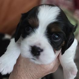 Cavalier King Charles Spaniel puppies from Cavaliers of the 9 scared woods