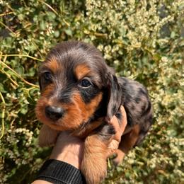 Chumsley SILKY WIREHAIR - Dapple male Dachshund puppy in Duncan, Arizona from Bootheel Doxies