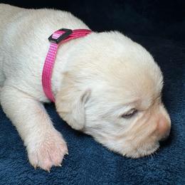 Cupcake - Yellow female Labrador Retriever puppy in Marietta, South Carolina from Trust in the Lord Labradors