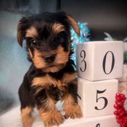 Boy 1 gizmo - Black and tan male Yorkshire Terrier puppy in Machesney Park, Illinois from Three Yorkie Family