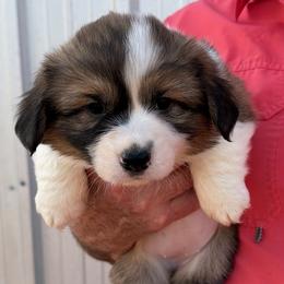 Diamond - White Collar Female - Sable female Pembroke Welsh Corgi puppy in Victoria, Texas from Clear Creek Corgis