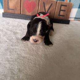Poison Ivy - Black and white female Bernedoodle puppy in Luana, Iowa from Country View Bernedoodles and Goldendoodles