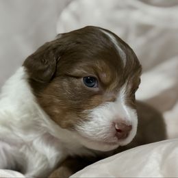 Books - Red tri-color female Australian Shepherd puppy in West Virginia from Mountain Trail Aussies
