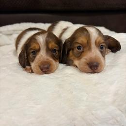 Dachshund puppies from Rustic Tails