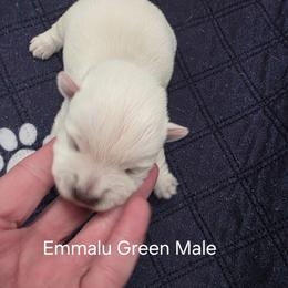 1st Male - White male West Highland White Terrier puppy in Mayo, Florida from Carrot Tails LLC