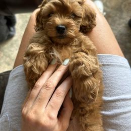 Cavapoo and Poodle Puppies from Klaus Poodles