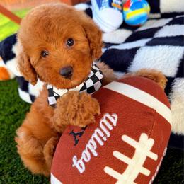 GEORGIE - Red male Maltipoo puppy in Sugar Land, Texas from Celebrity Maltipoos