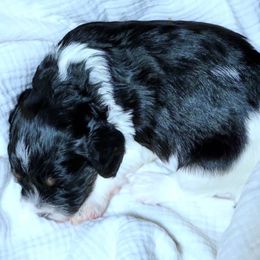 Cavapoo Puppies from Southwest Cavapoos