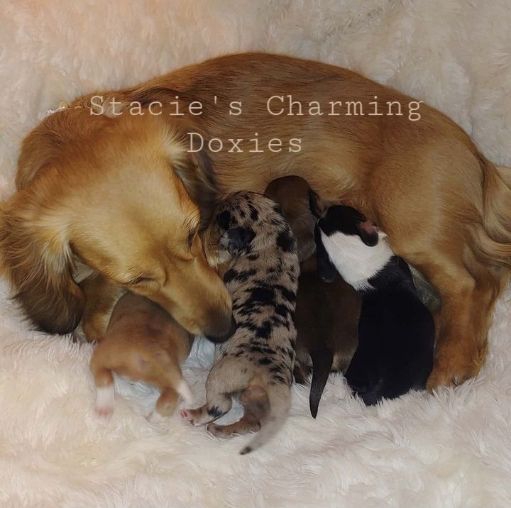 Dachshund Puppies from Stacie's Charming Doxies