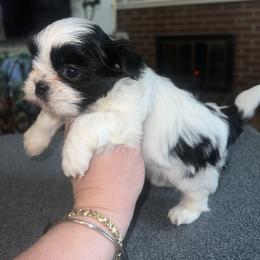Shih Tzu Puppies from The Lion dog Shih Tzu