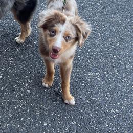 Toy Australian Shepherd Puppies from Kickapoo Creek Toy Aussies